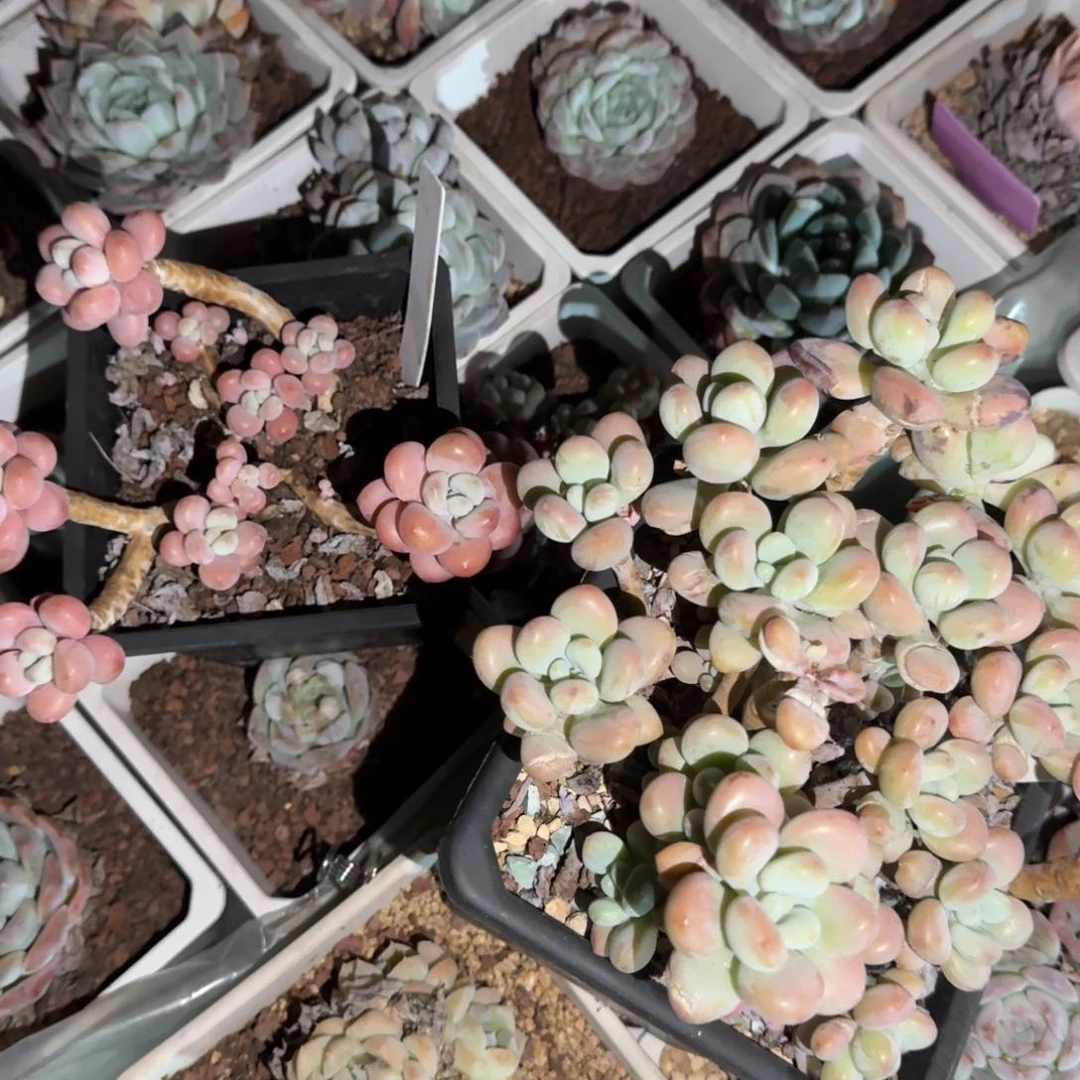 百****奶酪多头两颗30