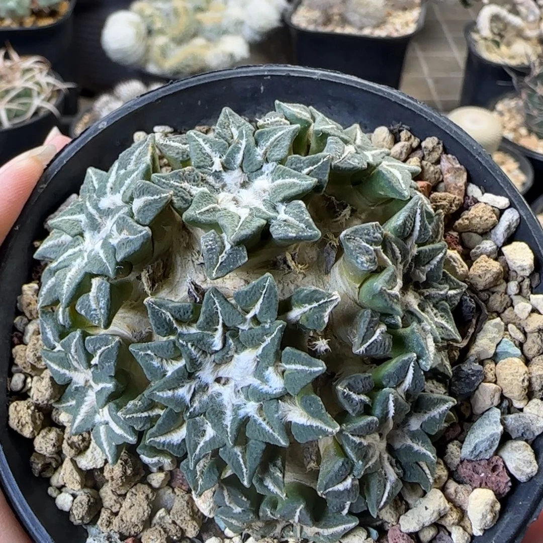 025自根姬草球多肉6.7