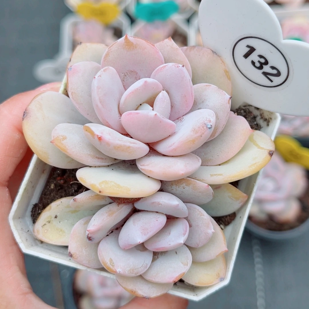 132号小老桩奶茶双头