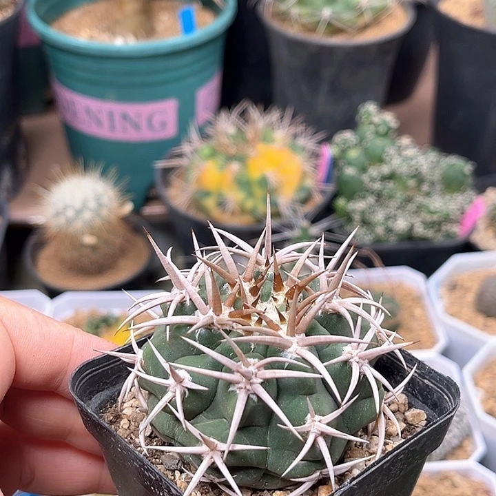 无花朵短豪刺碧岩玉实生