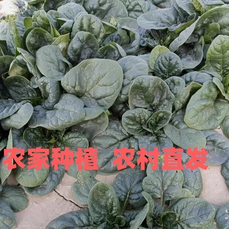 露天霜打趴地小菠菜跟红叶茂农家自种应季蔬菜