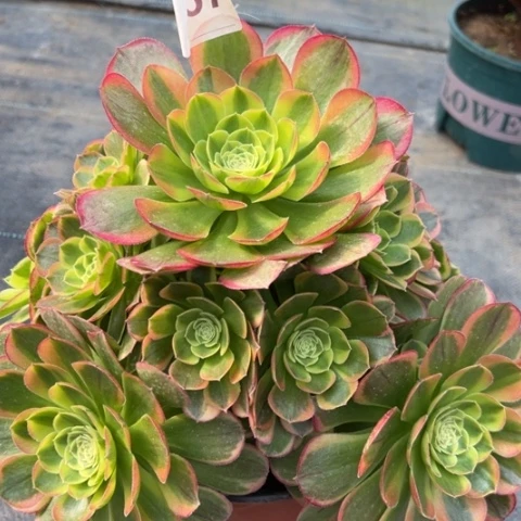 057奶白锦25厘米左右