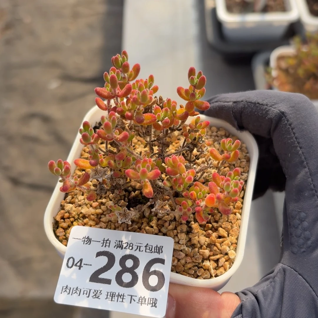 枝干番杏红宝石无盆土发货