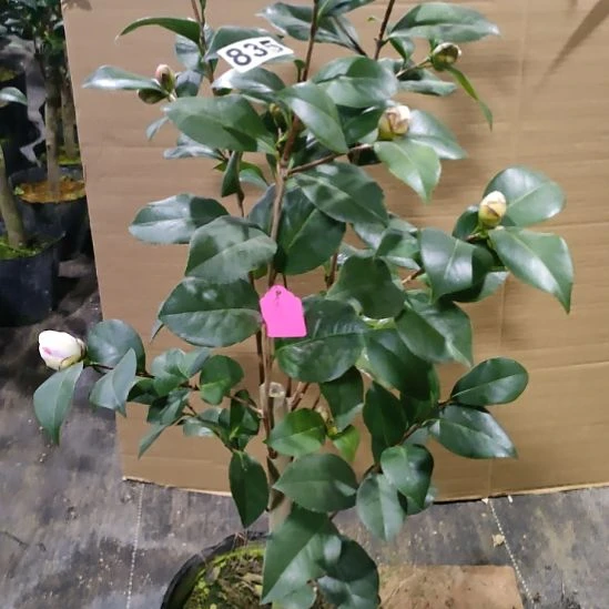 835大五宝，原盆原土发货