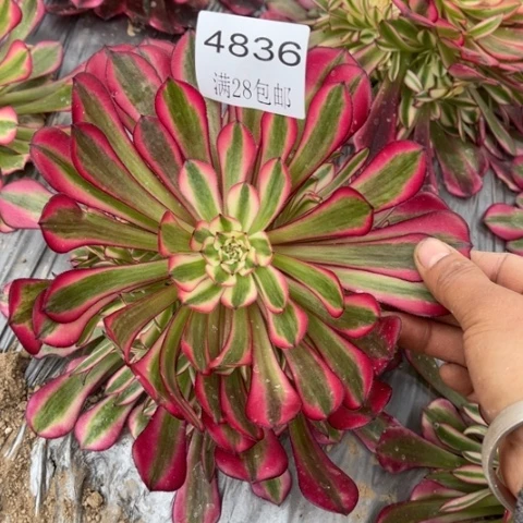 红铜多肉多肉4836多肉