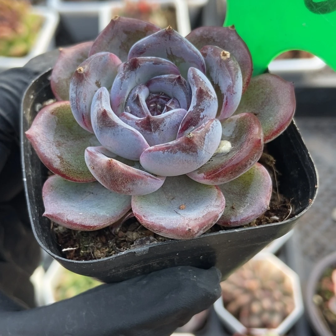 200黑橙子多肉植物