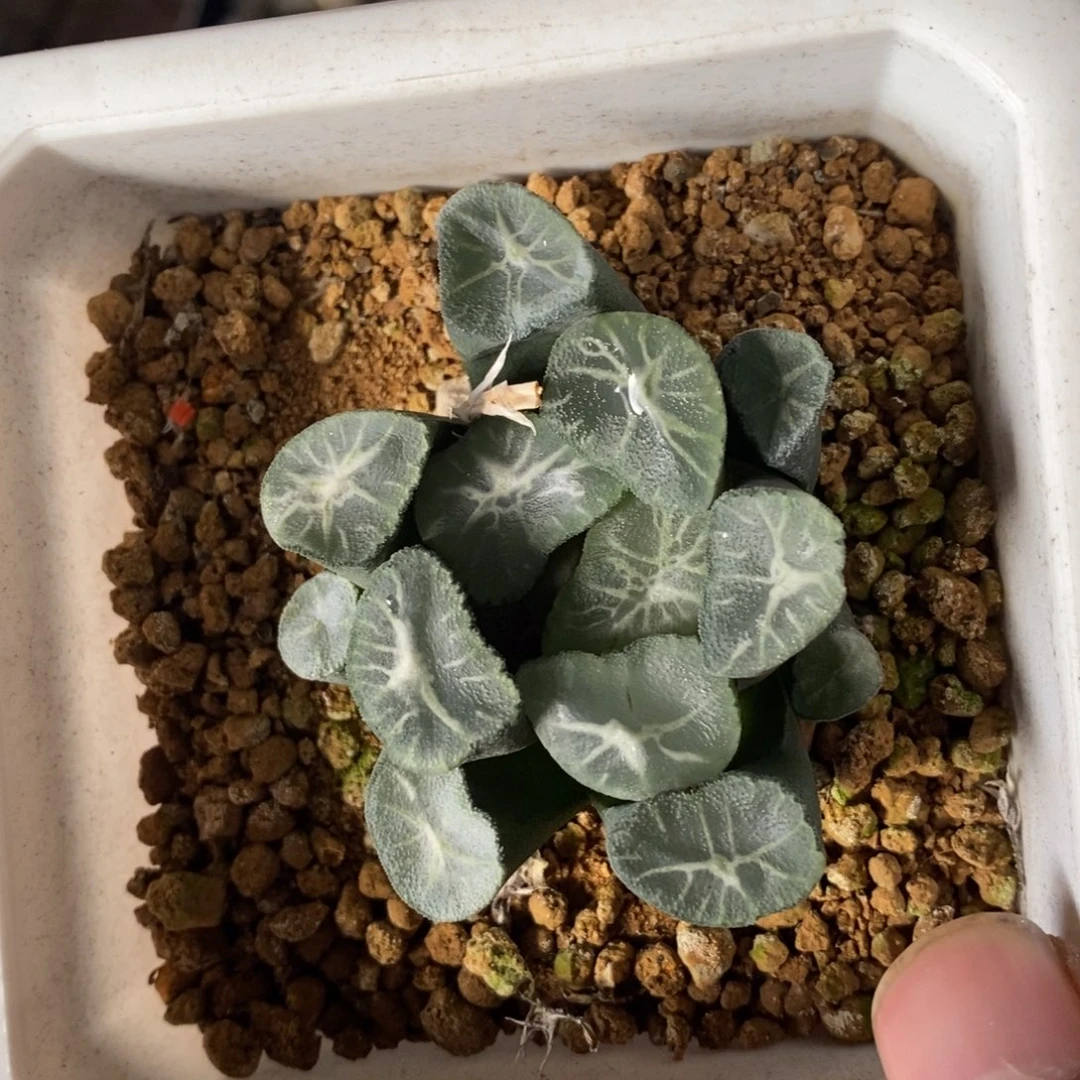 2608 一颗实生超级万象 元旦福利