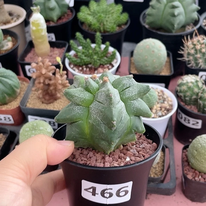 466实生角油龟甲栾凤