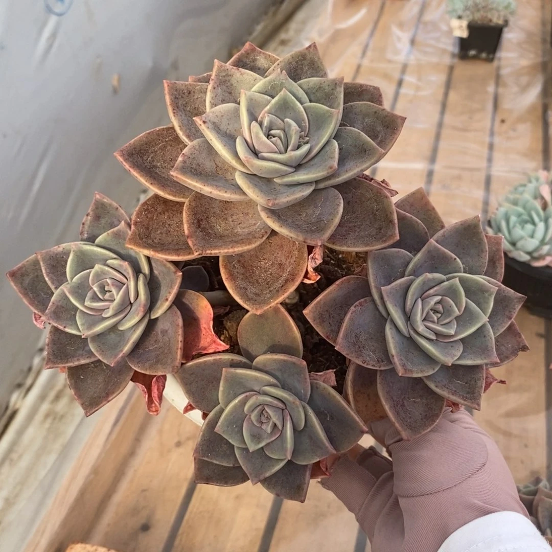 5342旭贺老桩一物一拍