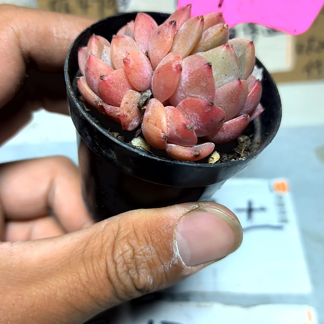 满6元包邮，粉青提2/4头