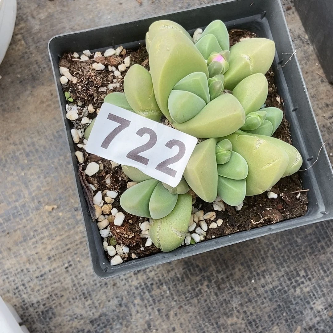 生石花一物一拍722