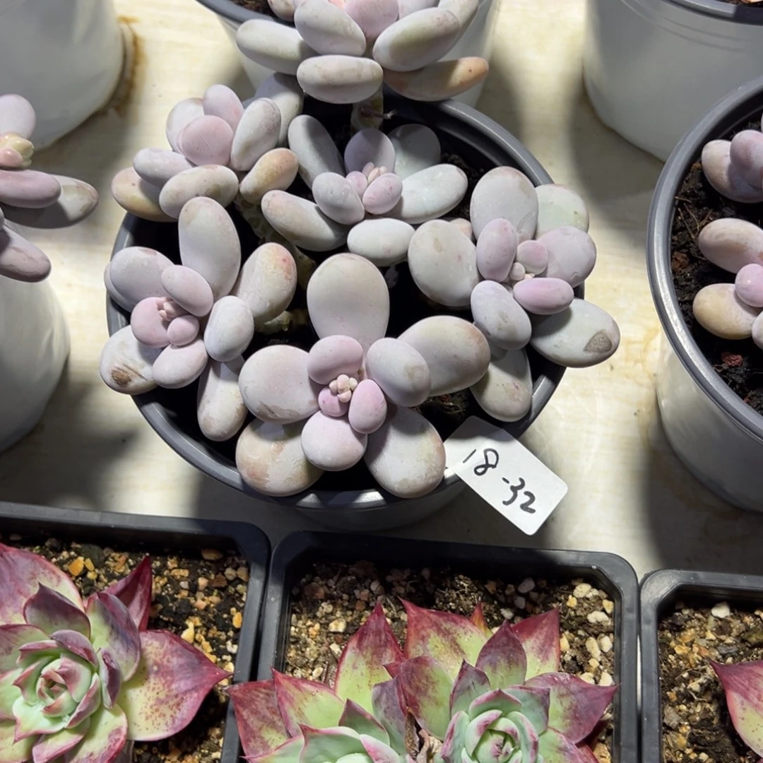 小***们18-32奶酪小鹿园艺