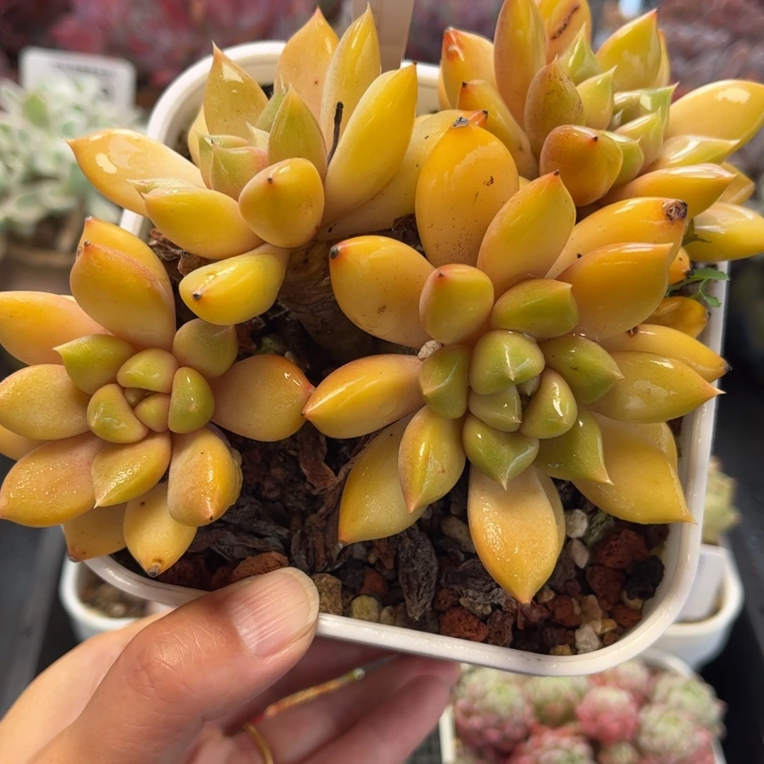 2526 满30包邮天冷地区必拍保温箱