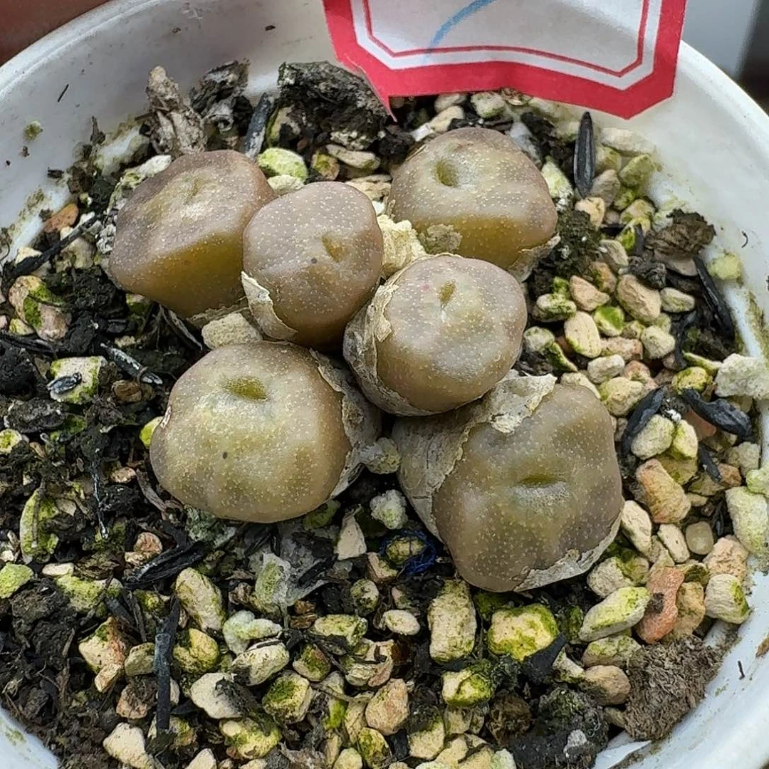 7多肉烧卖哈哈哈哈哈哈