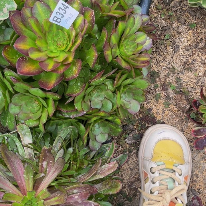 如*334抹茶多肉法师不包断枝