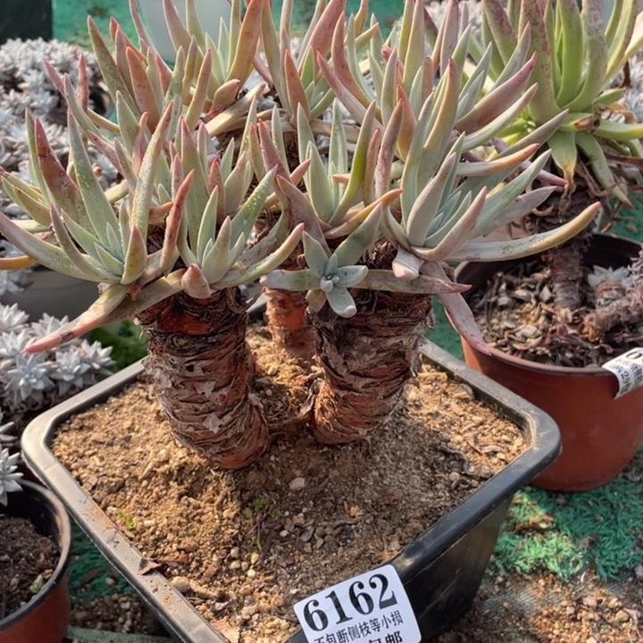 162号御剑多肉植物