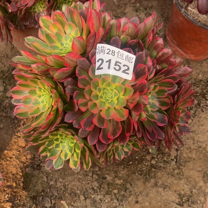 2152朝霞多肉植物