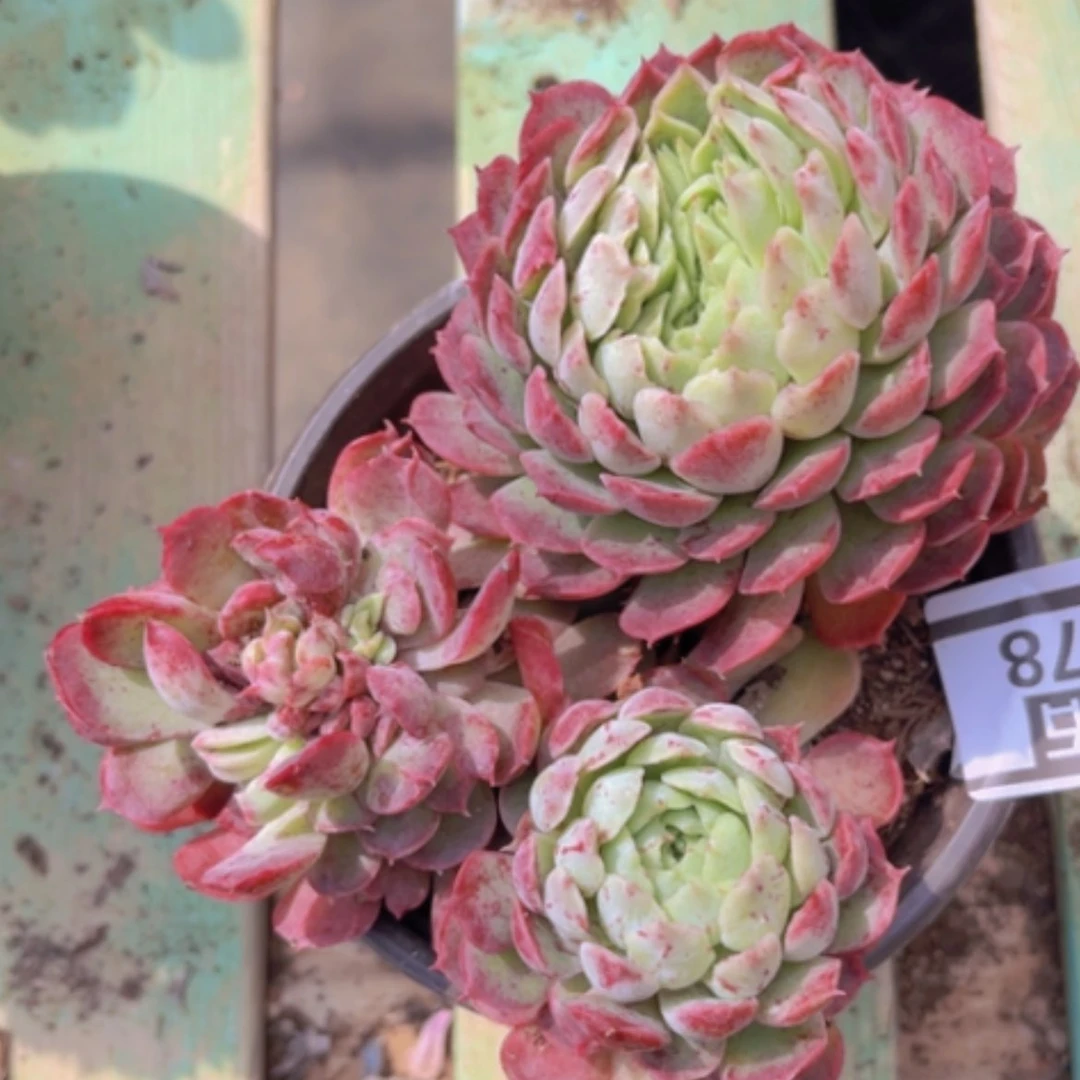 【闪购商品】朱砂痣缀1078