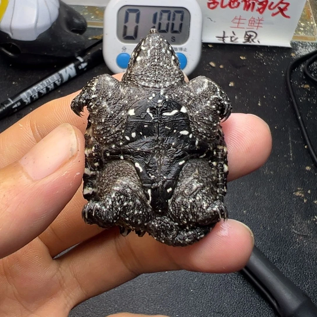 母小鳄龟不退不换