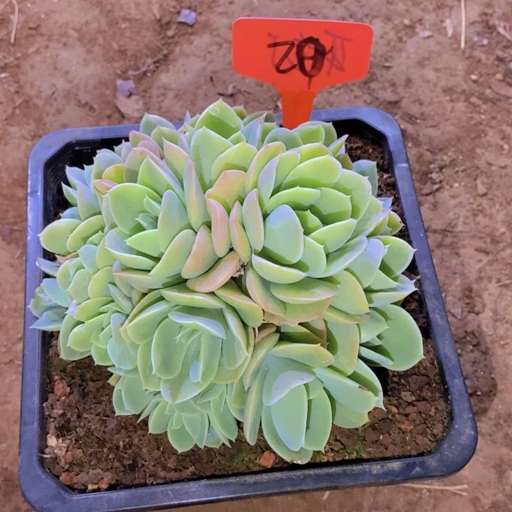 葡**淘你就不要去买咯