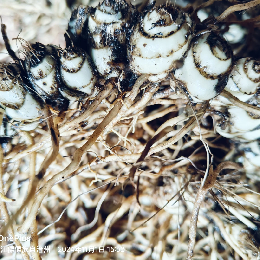 云南三江并流区域高海拔野生连珠白芨，煲汤，炖肉。