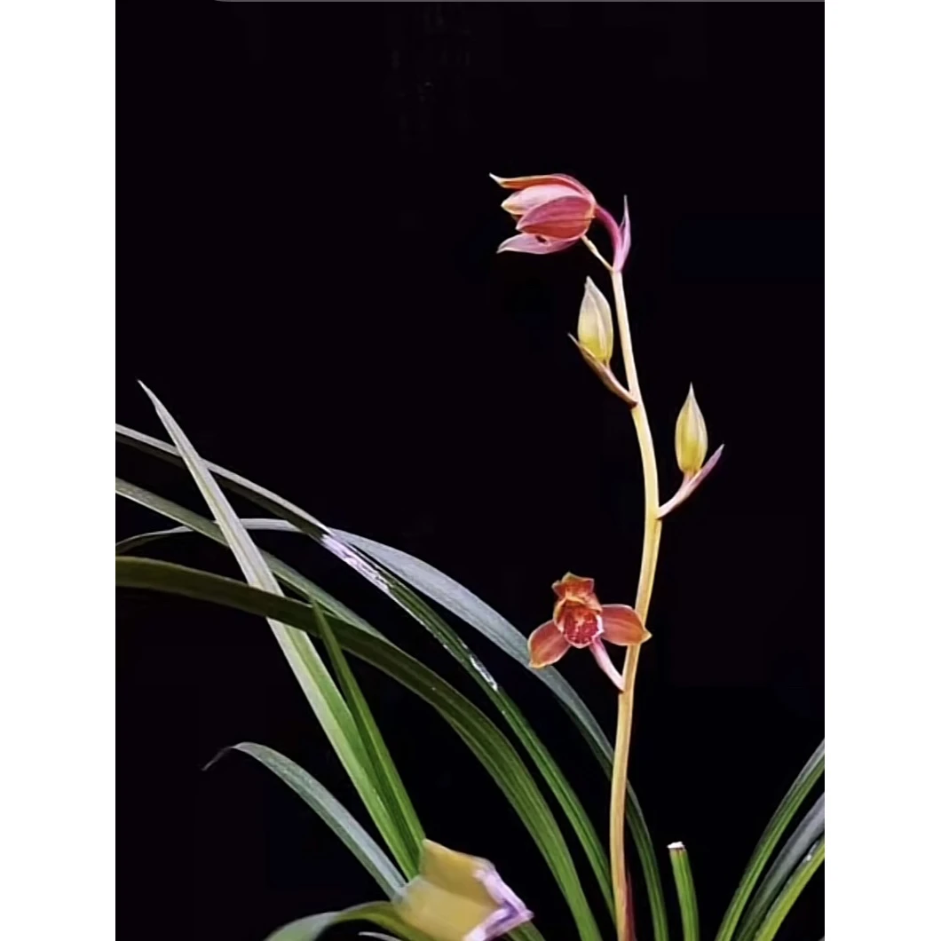 【金丝雀】秋芝丝搞兰花名品 2苗 花开浓香 好养易活 对版 人工种植