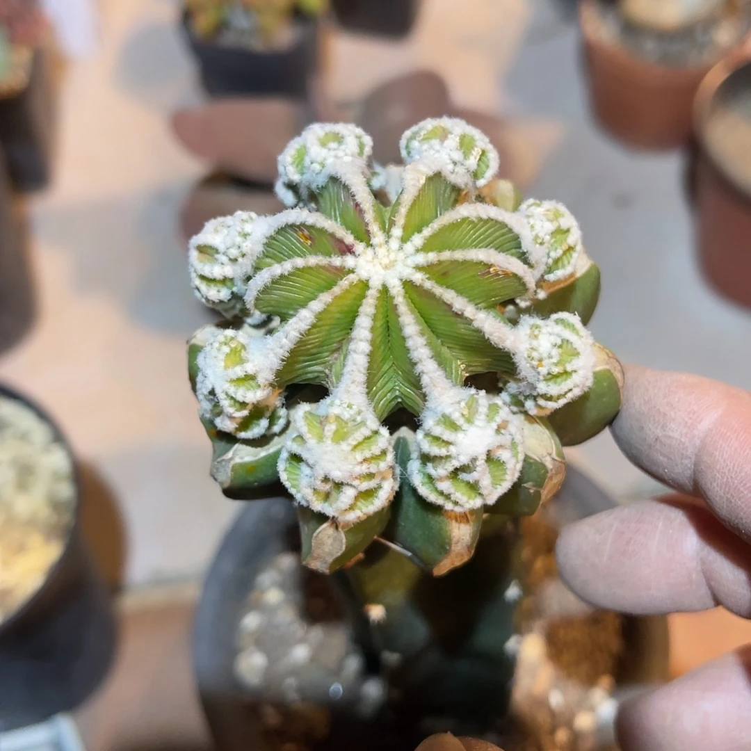 满38包邮2天凑单，脱土晾根发货多肉植物嫁接辛顿花龙