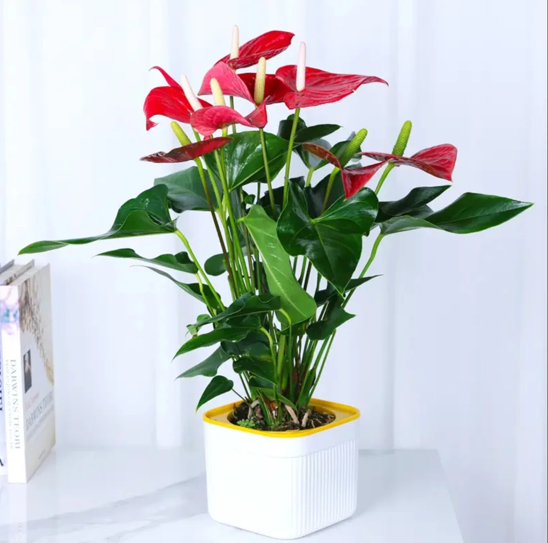 红掌盆栽cy带掌发货四季开花绿植花卉室内30—40cm