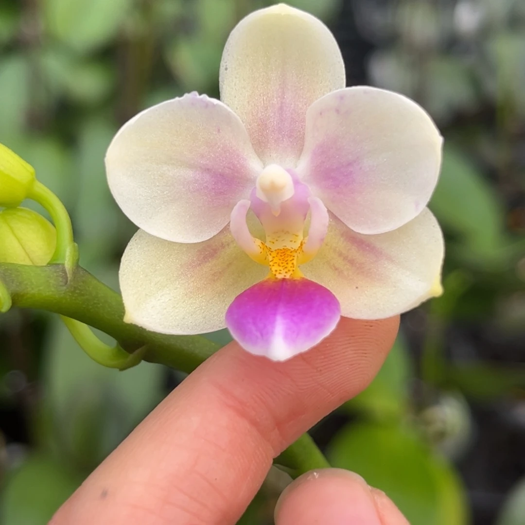 完全开放2.5寸雪花交eq开花株