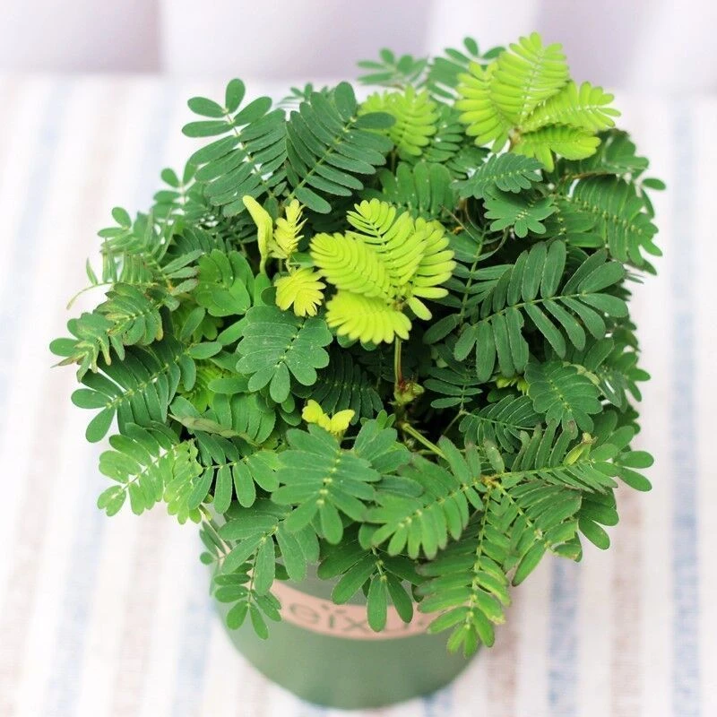 四季含羞草种子种籽小盆栽植物室内绿植草籽草种趣味害羞草孑