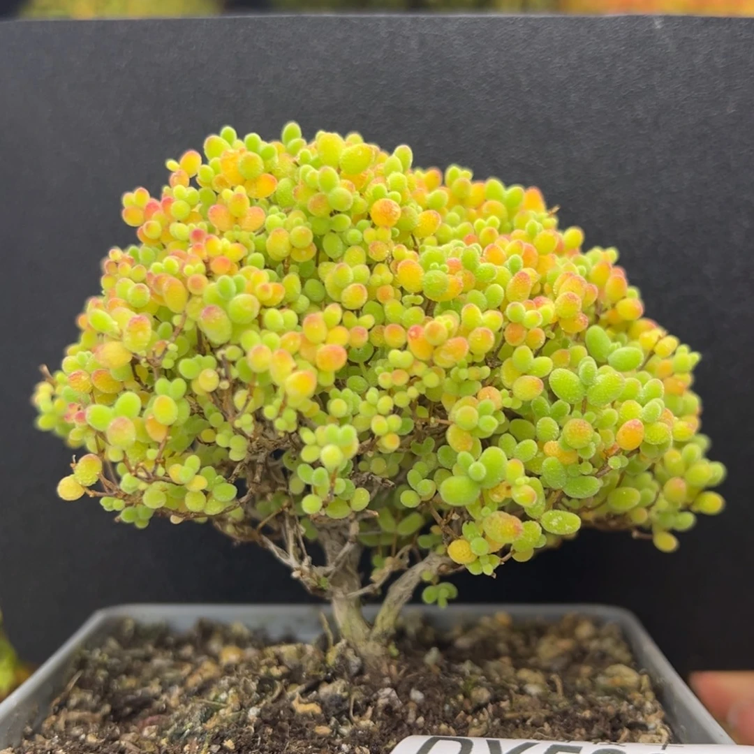 dy5892双叉粗腿老桩蜜橘糖球冠幅10cm