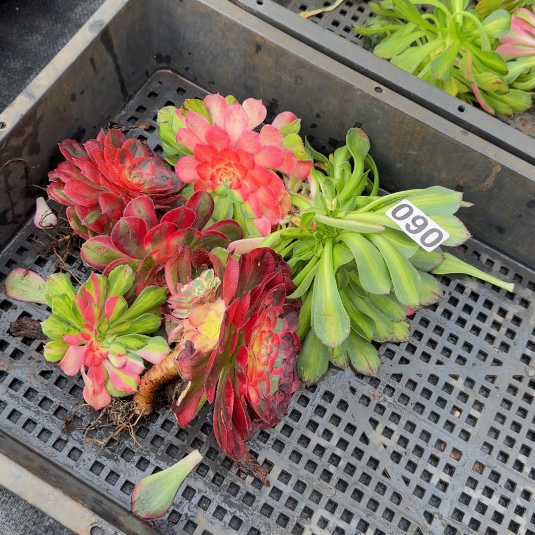 090多肉植物6颗一组