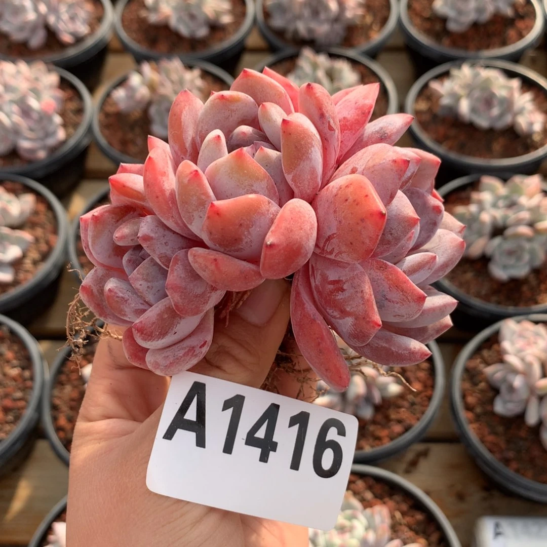 A1416 雪天使自然群 小老桩 开播福利