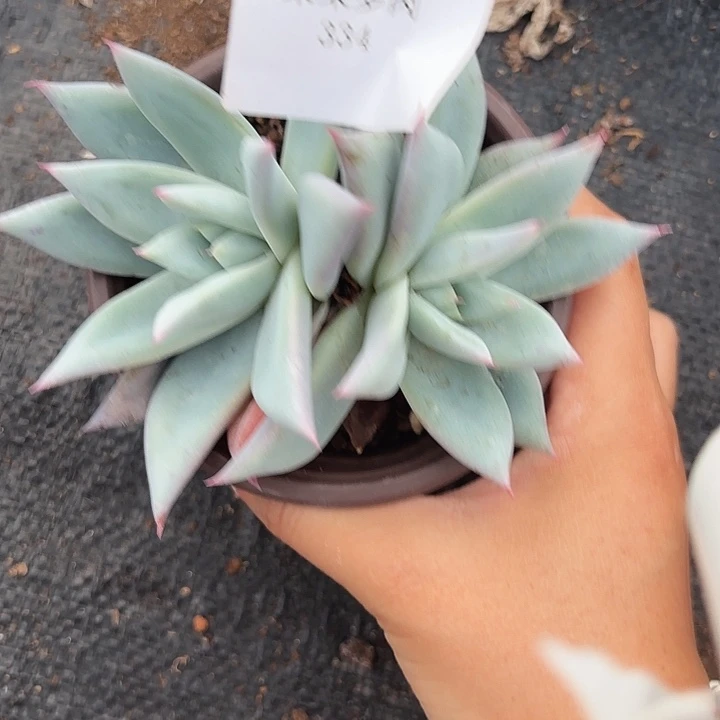 闪吼334呀呀呀呀呀呀呀呀