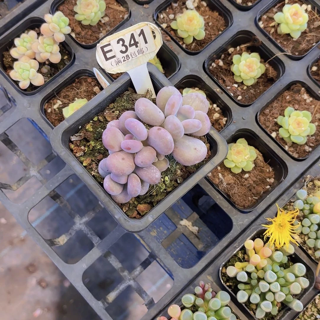 E341大叶奶一物一拍