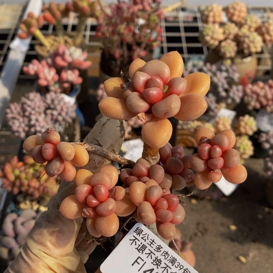 先锋派456/7c m多肉