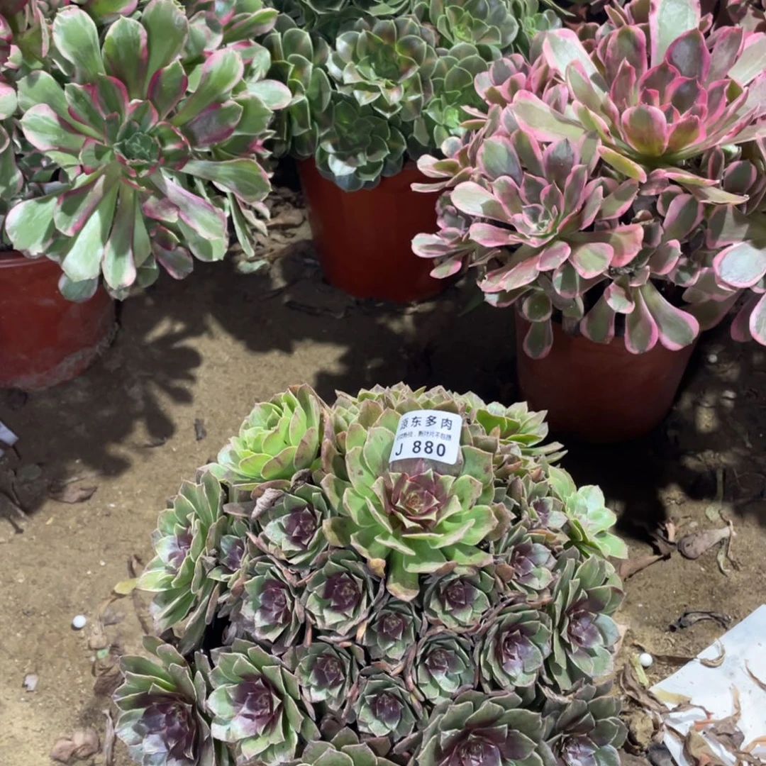 880红丝多肉法师断枝不包