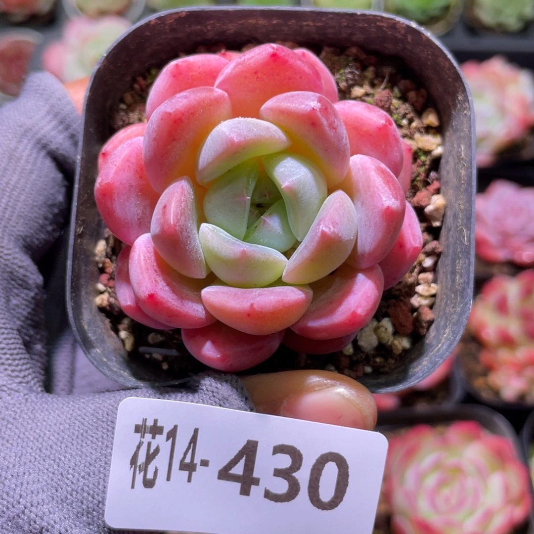 花利美14-430冰糖