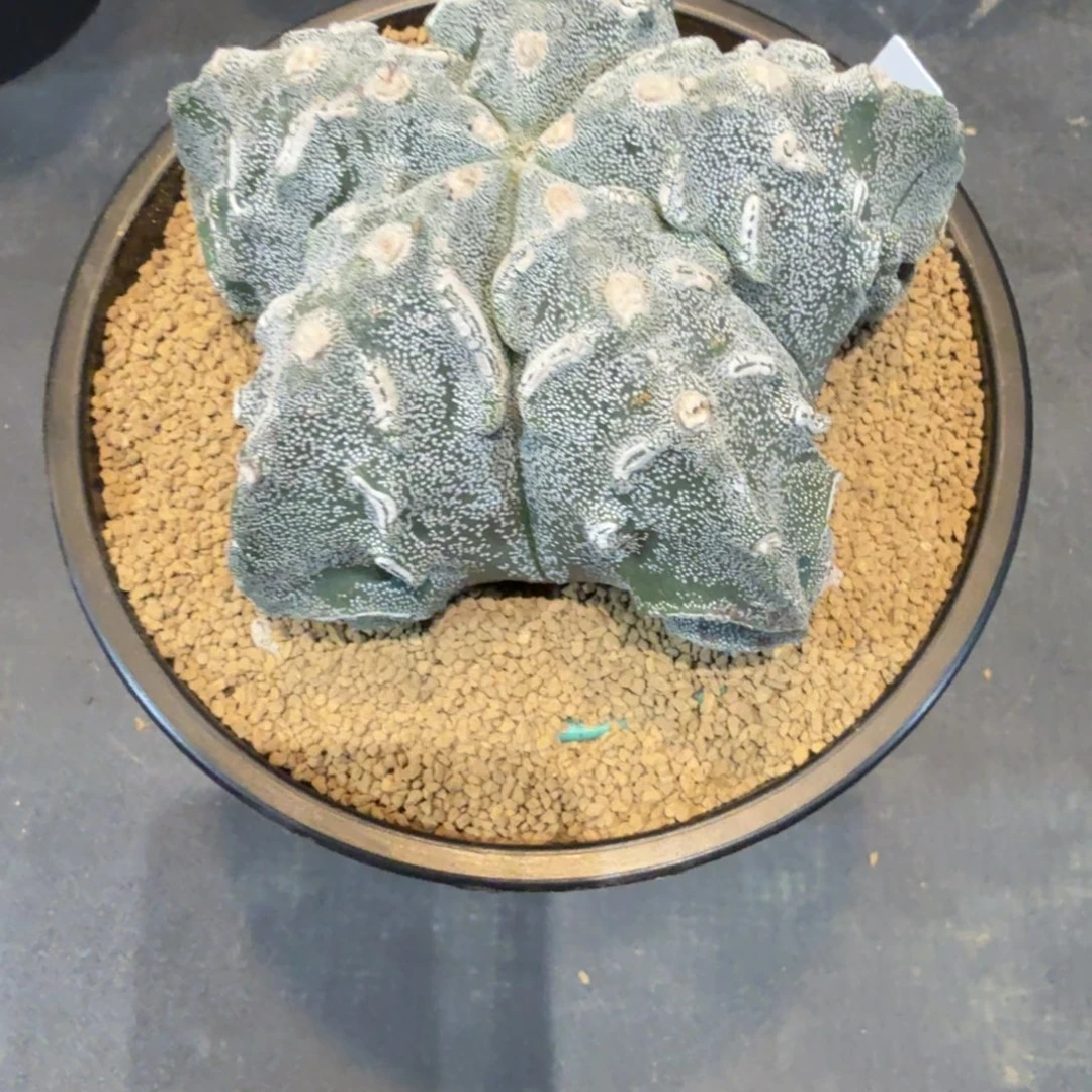 米****实生根核桃鸾凤玉