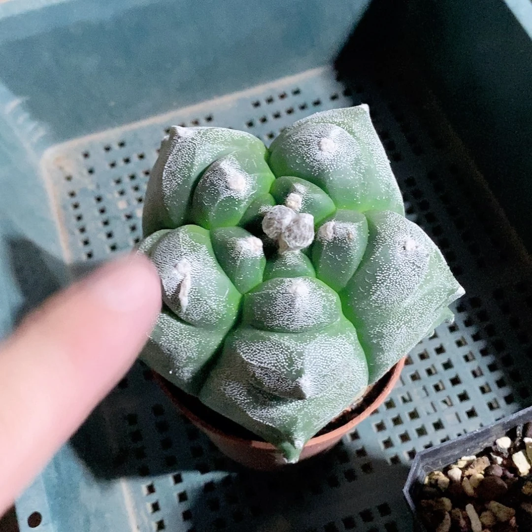 实生优选龟甲品相自观如图
