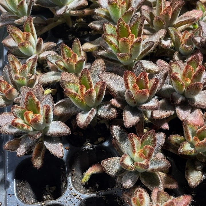 小灰兔1元带土发货