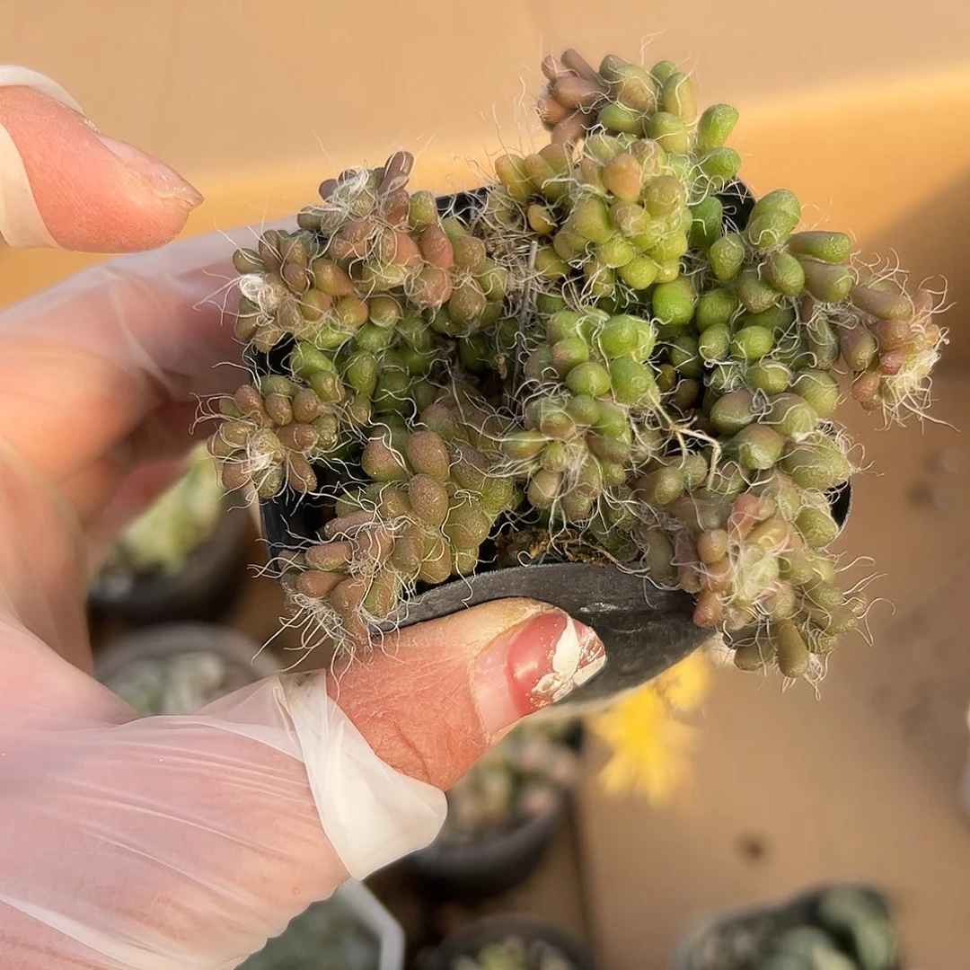 多肉植物茶笠多肉