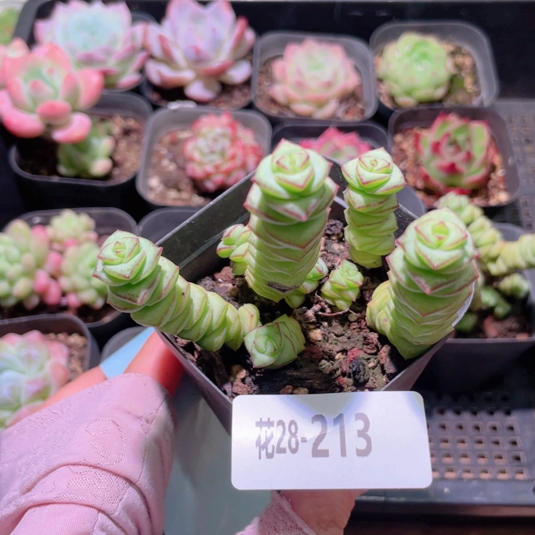 花利美28-213钱串子