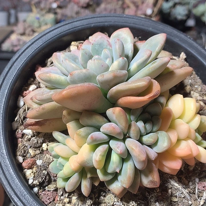 白鹭锦群多肉植物