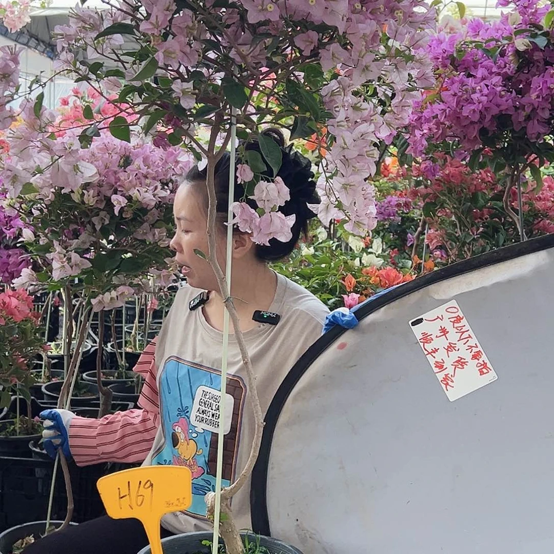 i***n大部分花苞少量开放H69丽娜