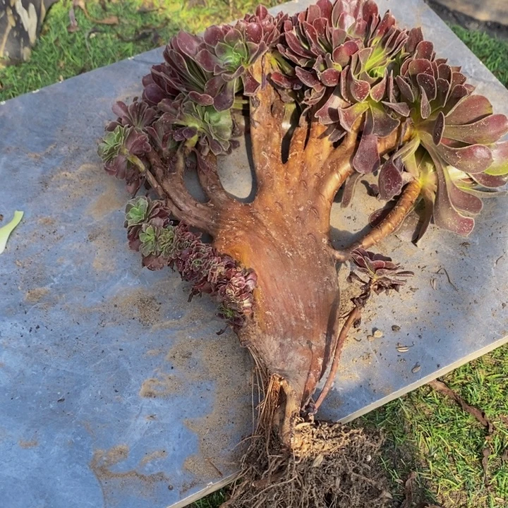 麦***子完全开放353号欧紫缀化多肉1颗