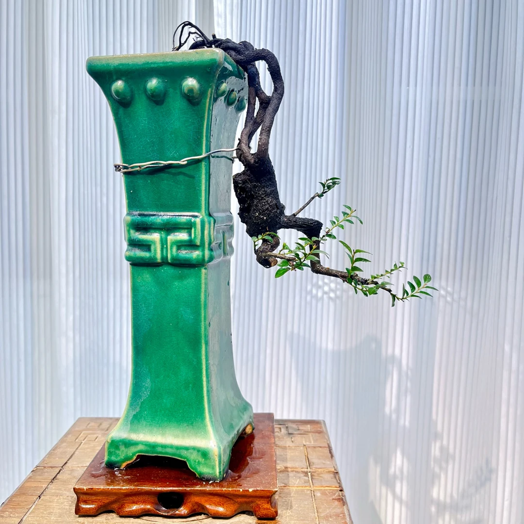 茶台桌面精品悬崖盆景根艺小叶紫檀老桩黑骨茶盆景成品一物一拍