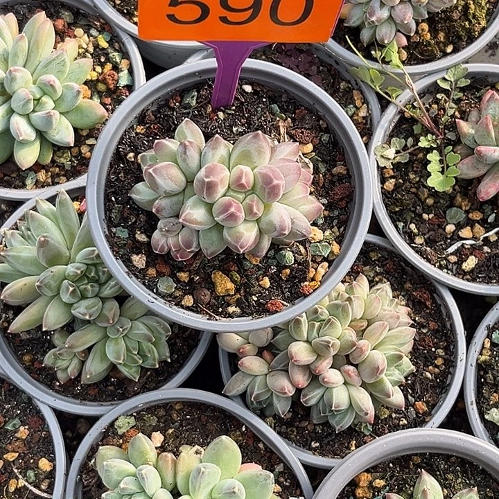 多肉植物申公豹群590