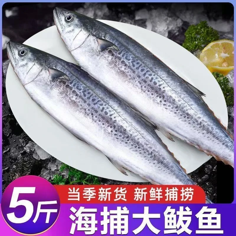 新鲜当季海捕鲅鱼马鲛鱼肉质鲜嫩适合家庭烹饪