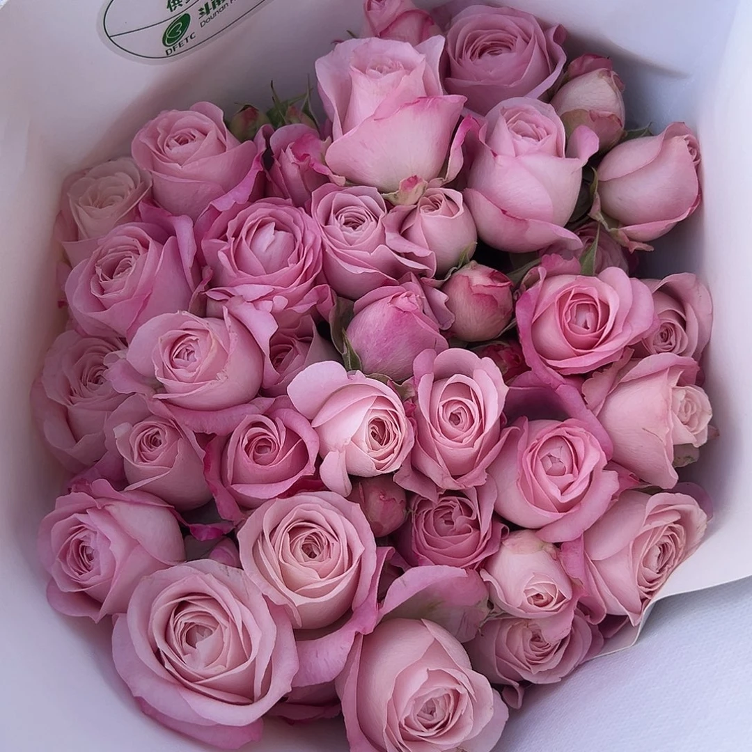 仙子之吻仙子之吻